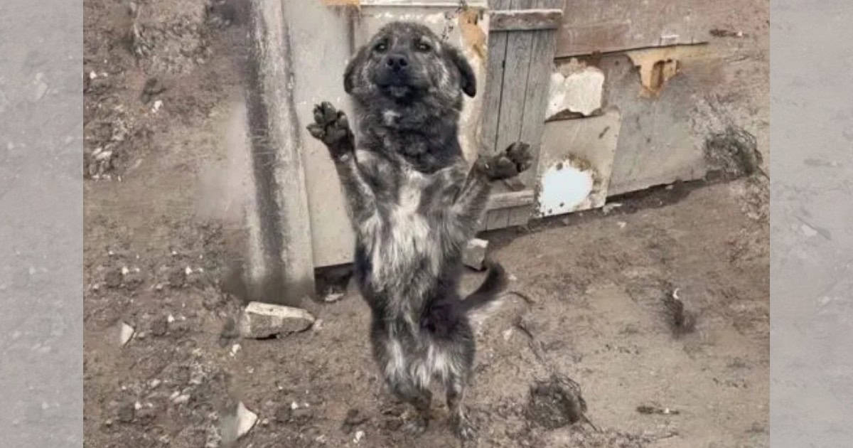Dog Tied To A Chain For All Her Life Won’t Let Go Of Her Rescuer’s Hand