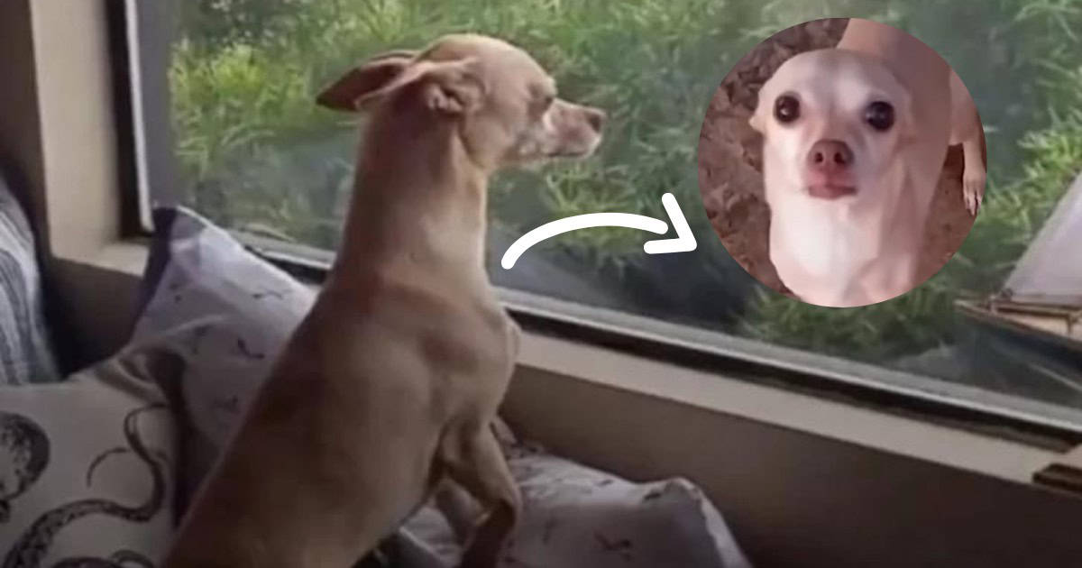 Rescued Dog Runs Away From His New Home To Find His Foster Mom