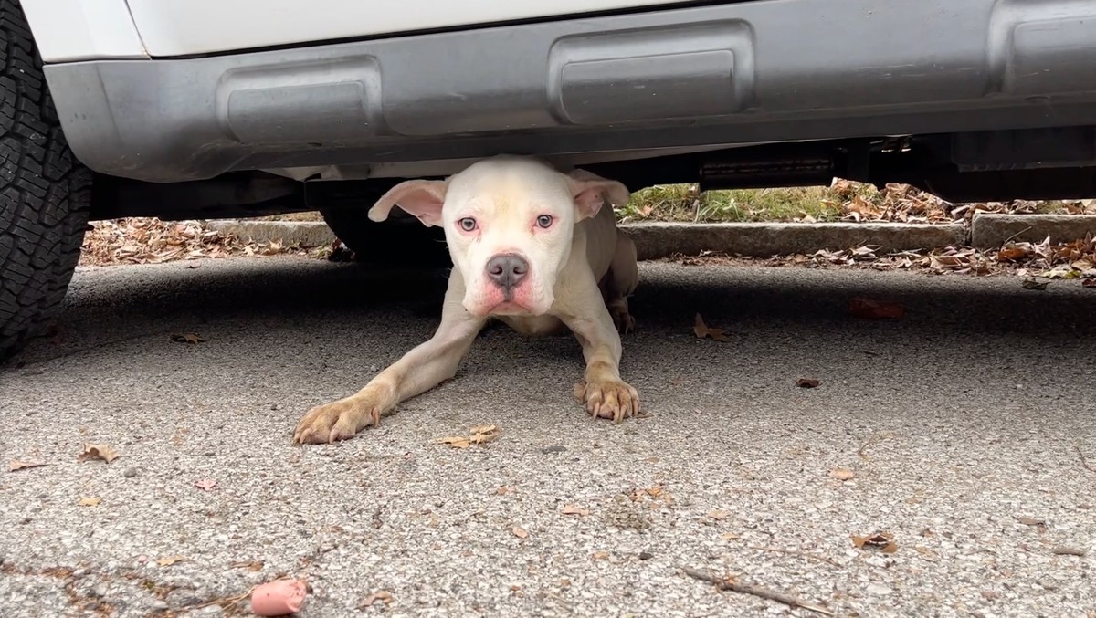 The Frightened Eyes Under The Van That Changed Everything