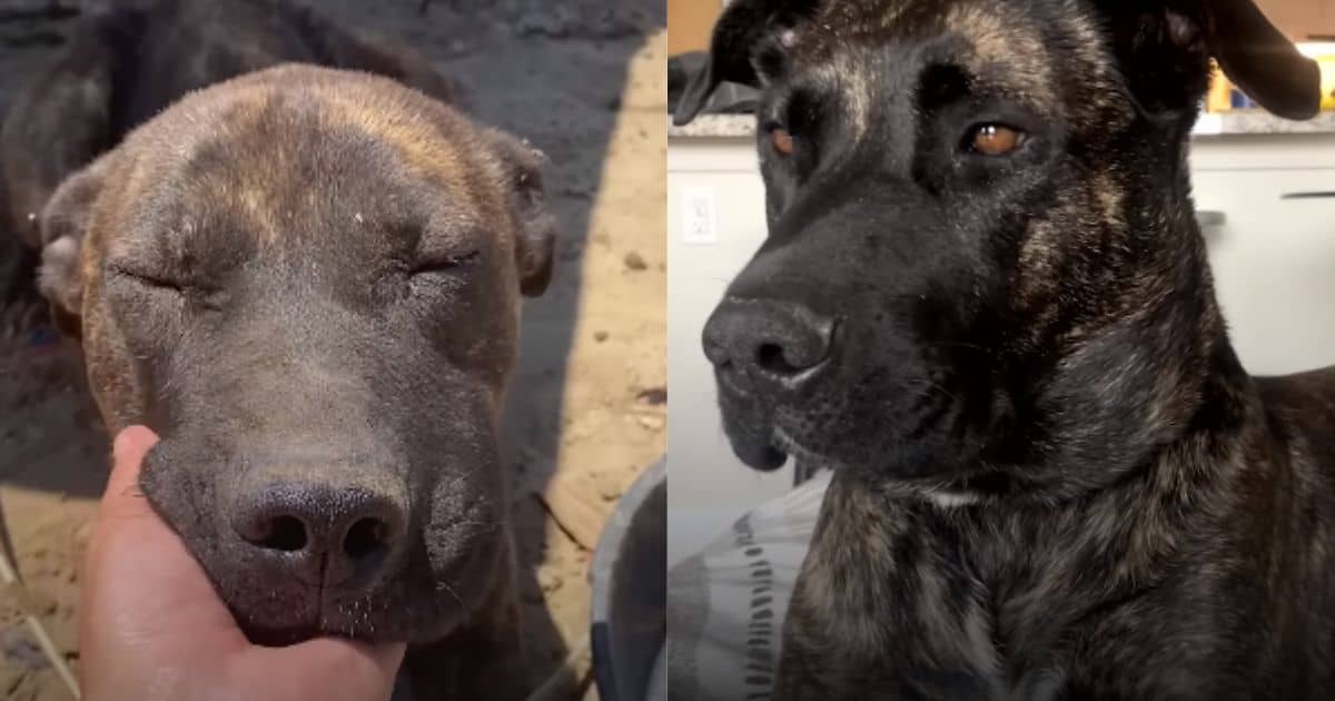 Dog Left Tied in Scorching Heat Finally Finds the Loving Home She Always Deserved