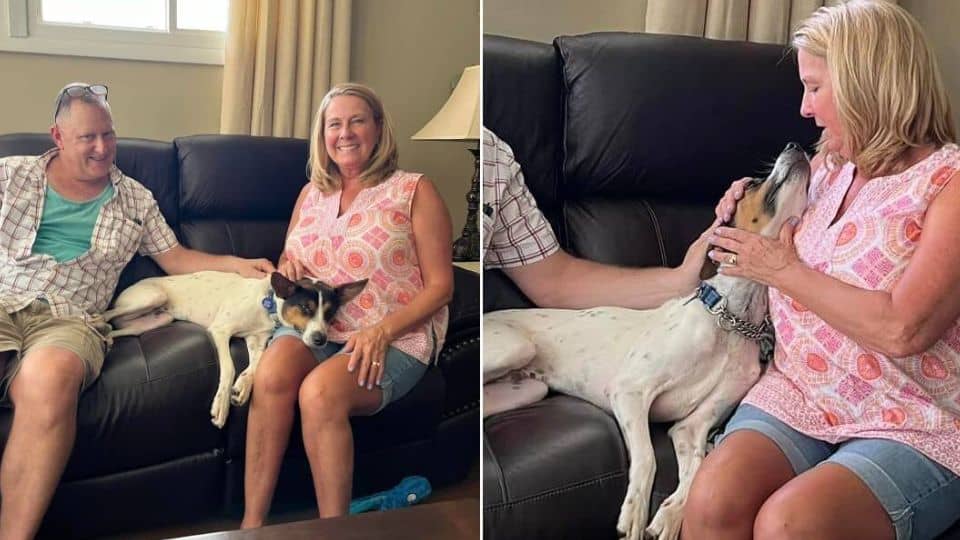 A Sign From Heaven Leads A Lonely Shelter Dog To His Forever Family
