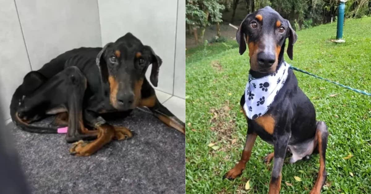 Starving Doberman Rescued From Streets Transforms Into The Happiest Pup