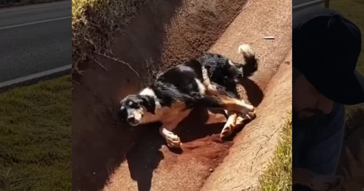 Injured Puppy Stuck In A Drain Desperately Wagged His Tail for Help