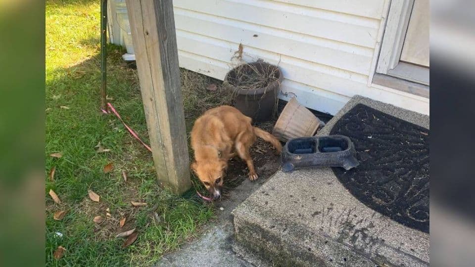 Neglected Puppy Left Behind Finds Hope In A Loving Home