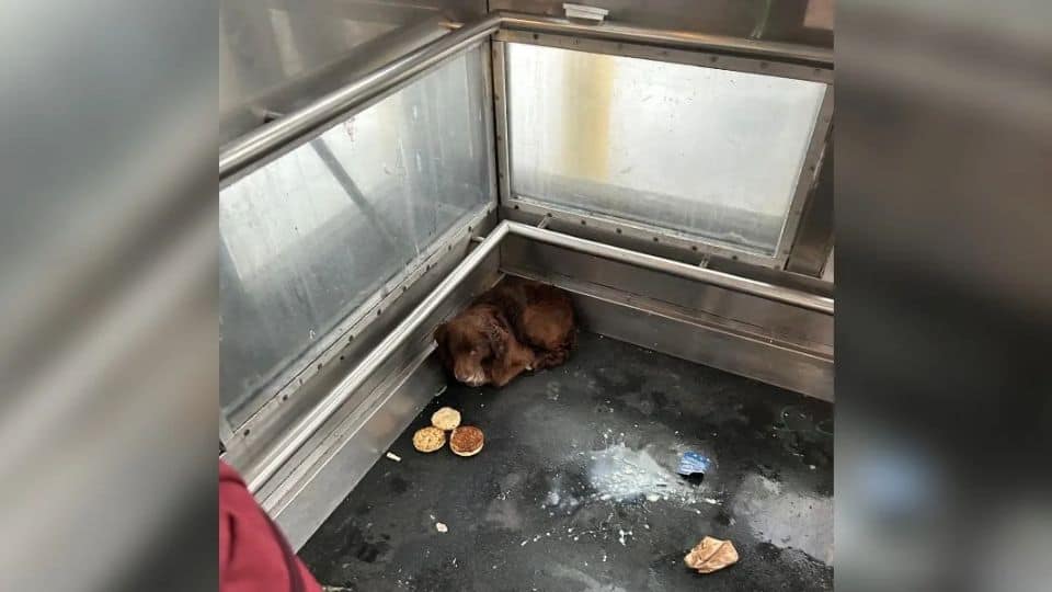 Terrified Dog Found in Elevator Gets the Sweet Ending He Deserved