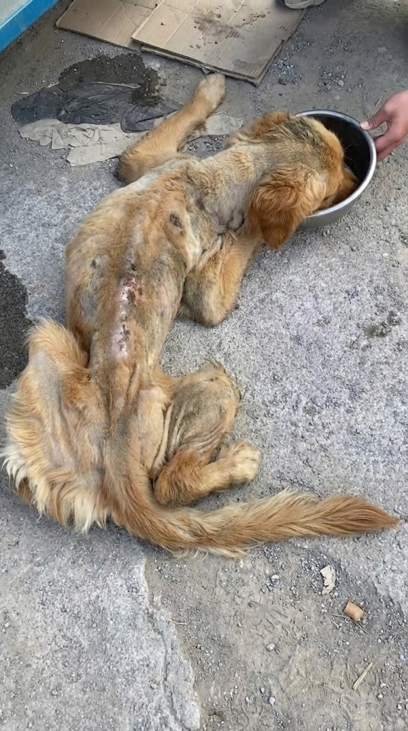 His Bark Was Barely a Whisper — But It Saved His Life That Day