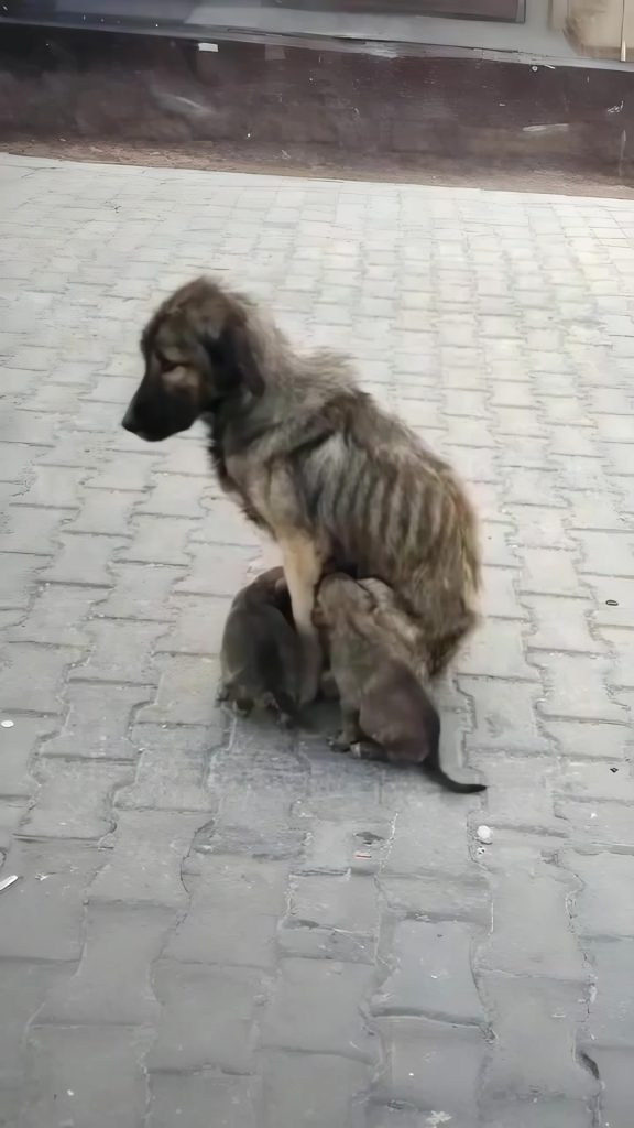 She Slept on Cold Concrete to Keep Her Puppies Warm — Until Compassion Finally Found Them