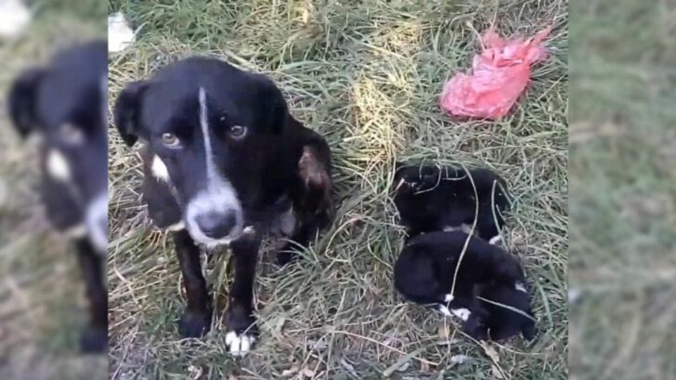 Heartbroken Mama Dog Waits Silently For Someone To Help Her Wounded Puppies