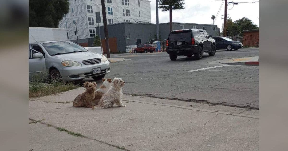 Trio Of Abandoned Pups Guard Each Other For Days While Waiting For Help