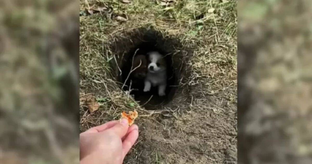 Four Tiny Puppies Huddling In Fear Found Hiding In A Small Hole, Crying For Their Mom