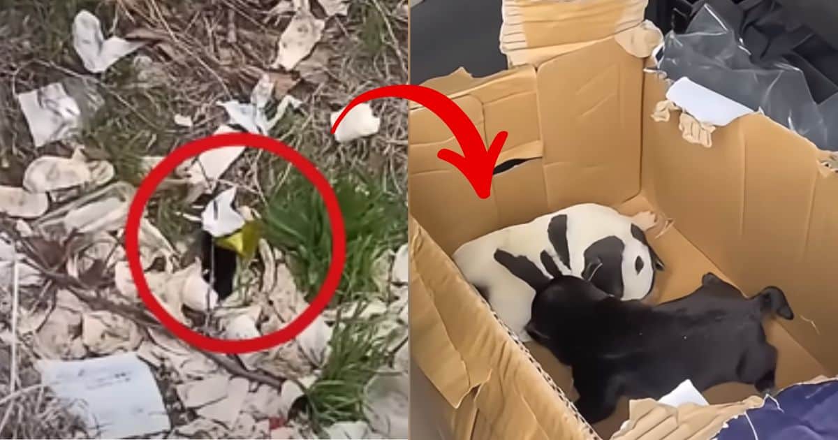 Man Finds Stranded Puppies By The Road And Decides To Bring Them Along On His Business Trip
