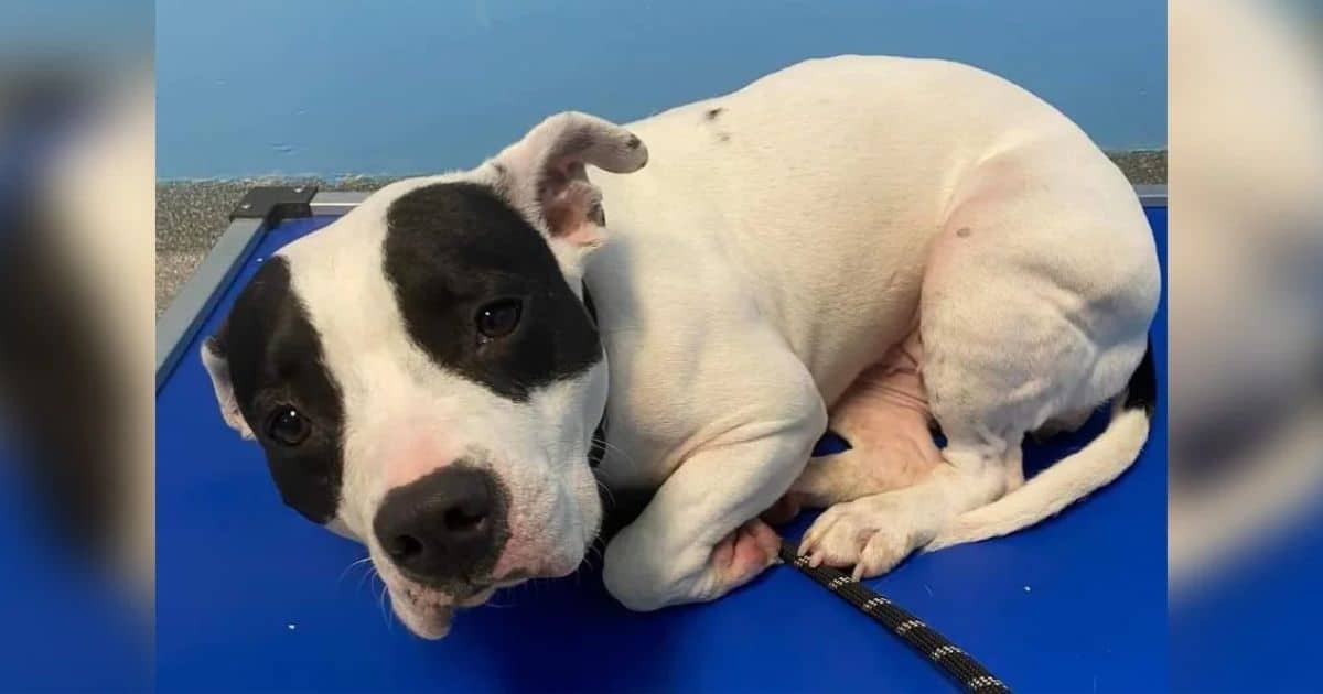 Shaking Shelter Dog Longs For A Forever Home, Waiting For Someone To Love Her
