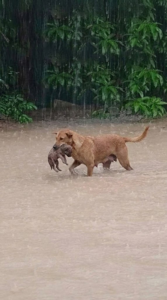 As the River Rose Around Her, She Dove Back In for the One Puppy Left Behind
