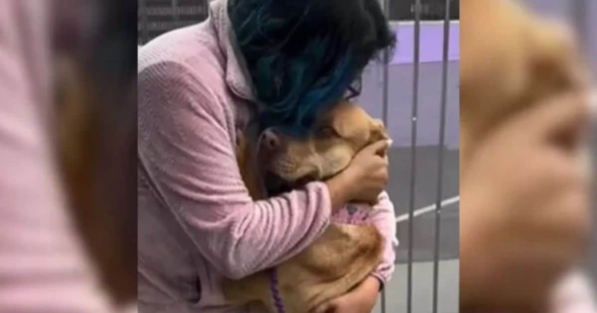 Shelter Employee Hugs Inconsolable Dog After The Saddest Surrender She’s Ever Witnessed