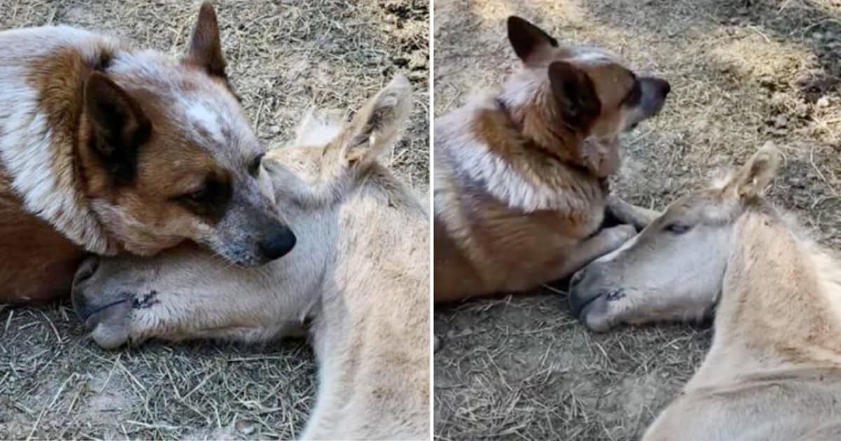 Caring Pup Offered Comfort to His Friend Until He Healed from His Mother’s Loss