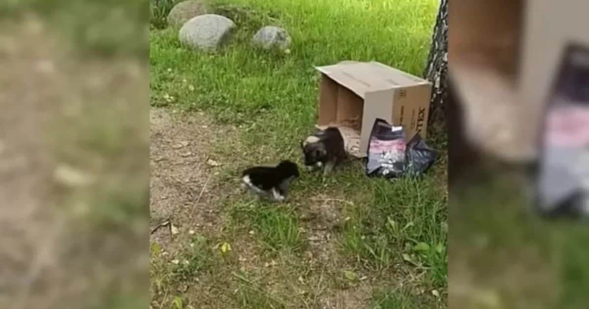 Abandoned Puppies Left By The Road By Heartless Owner Find Safety And Love