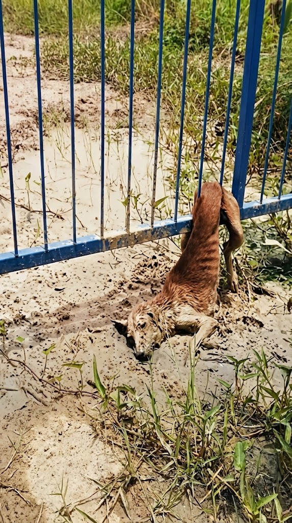 She Was Trapped in a Fence and Left to Fade — But PaiPai Refused to Let That Be the End