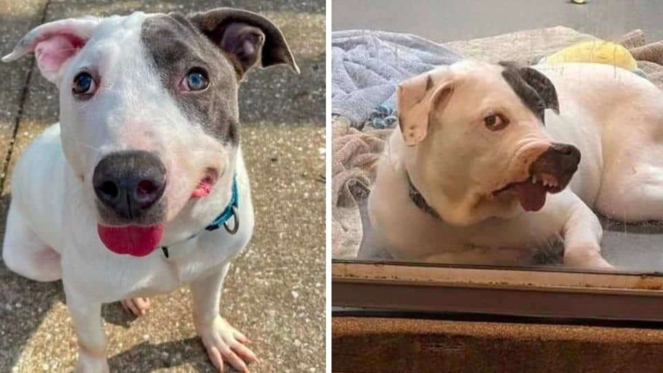 Quirky-Faced Pup Proves That Love Matters More Than Looks