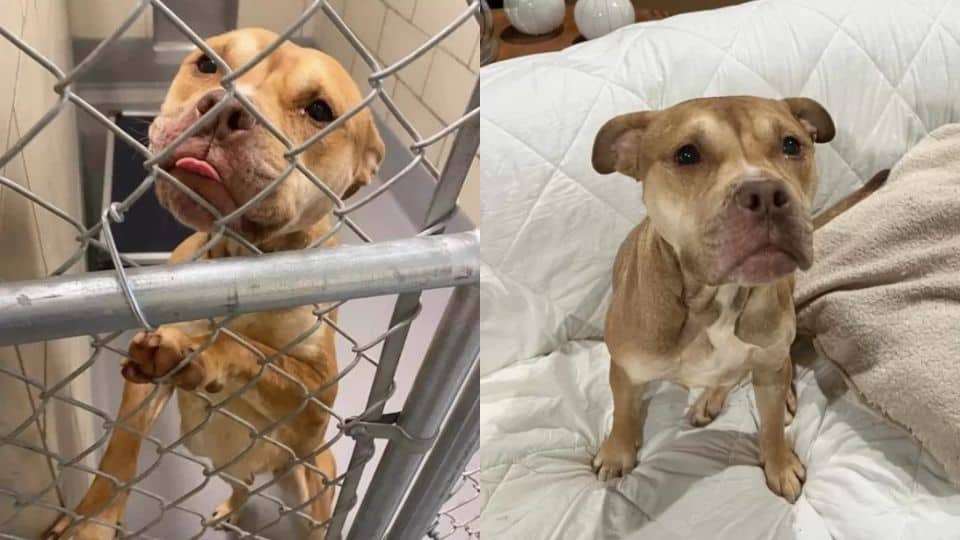 Dog Begs for Help in Shelter And Ends Up Finding Her Forever Loving Home