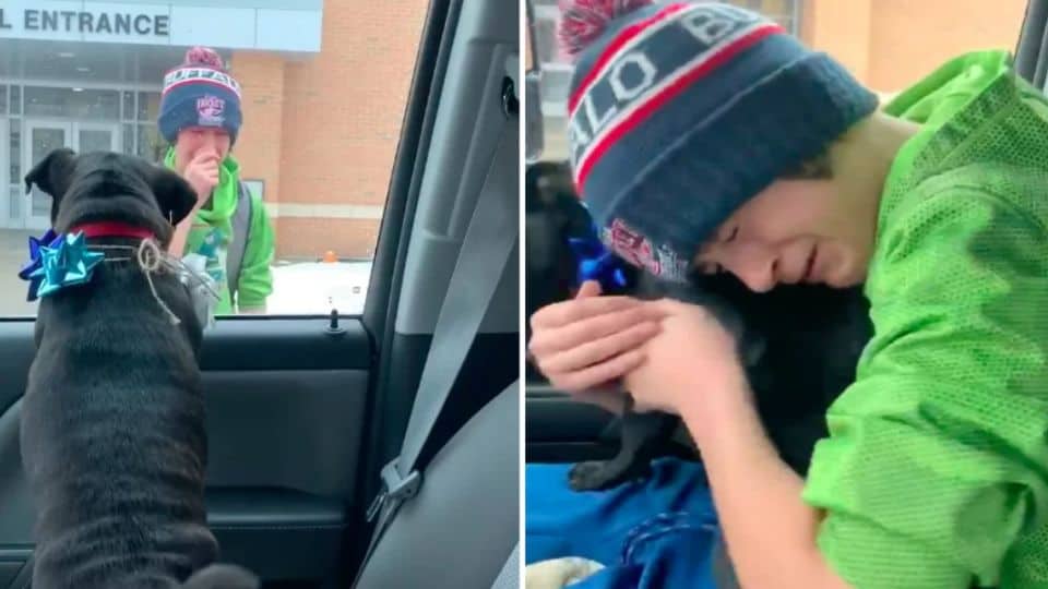 A Christmas Miracle: The Little Pug Who Came Home Just in Time