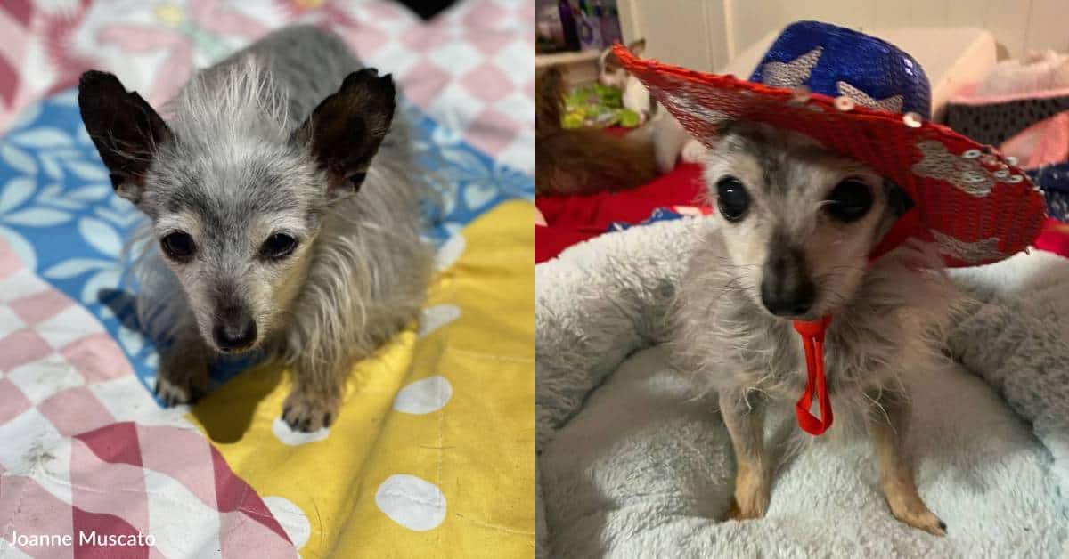 Everyone Expected This Senior Dog To Fade Away But He Had One More Story To Tell