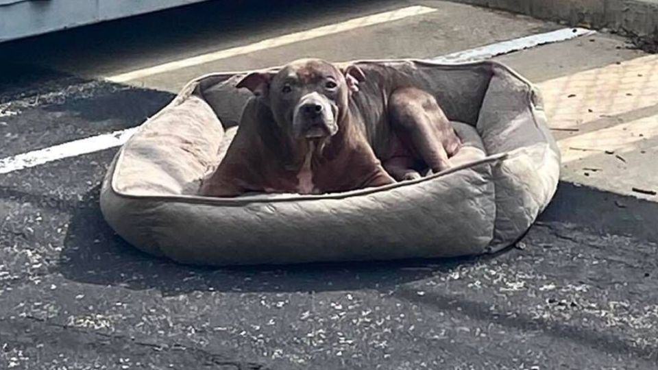 Left With Only Her Bed, This Sweet Old Dog Never Stopped Believing in Love