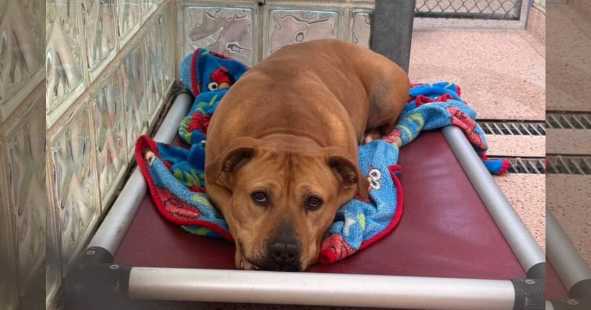 Heartbreaking: Rescued Pit Bull From Cruelty Remains Homeless After 3 Long Years