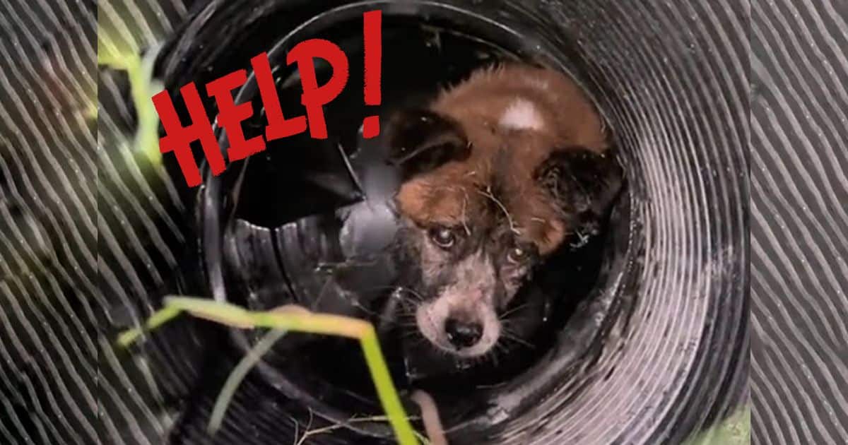 Terrified Pup Trapped in a Well Cried Out for Help Until Kind Strangers Came to the Rescue