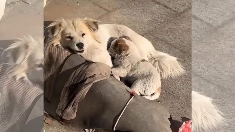 Heartbroken Stray Dogs Finds Comfort in the Arms That Save Them