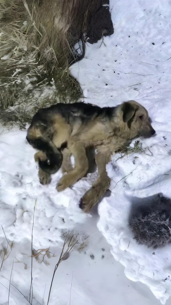 Left in a Snow Hole to Freeze, He Lay Panting — Until One Stranger Saw Him
