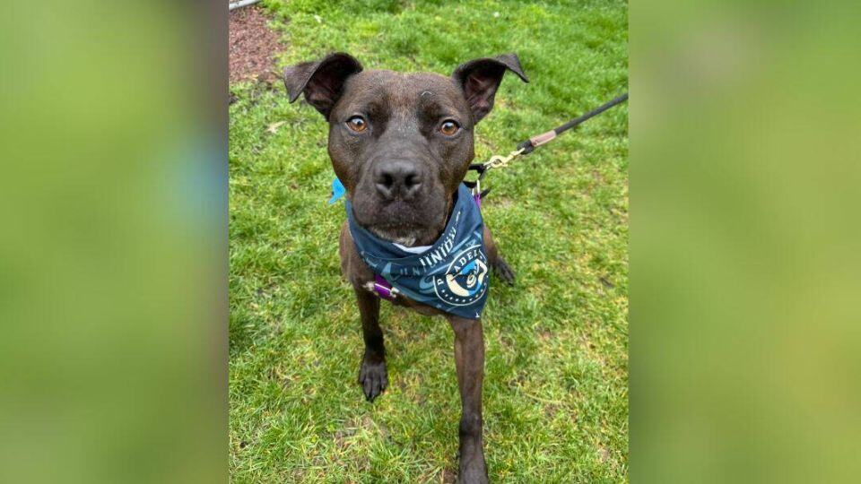 The Heartbreaking Story of a Dog Still Hoping for a Home After 1,200 Days