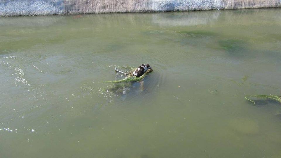 Senior Dog Saved From Arizona Canal Finds a Family to Love Her Forever