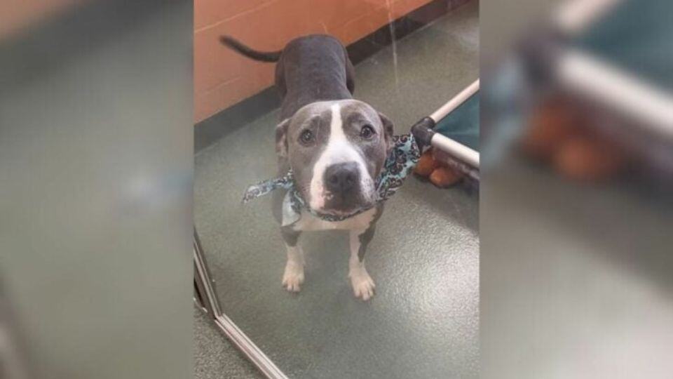 Sweet Dog Waits For Months In Florida Shelter, Wondering Why No One Picks Her