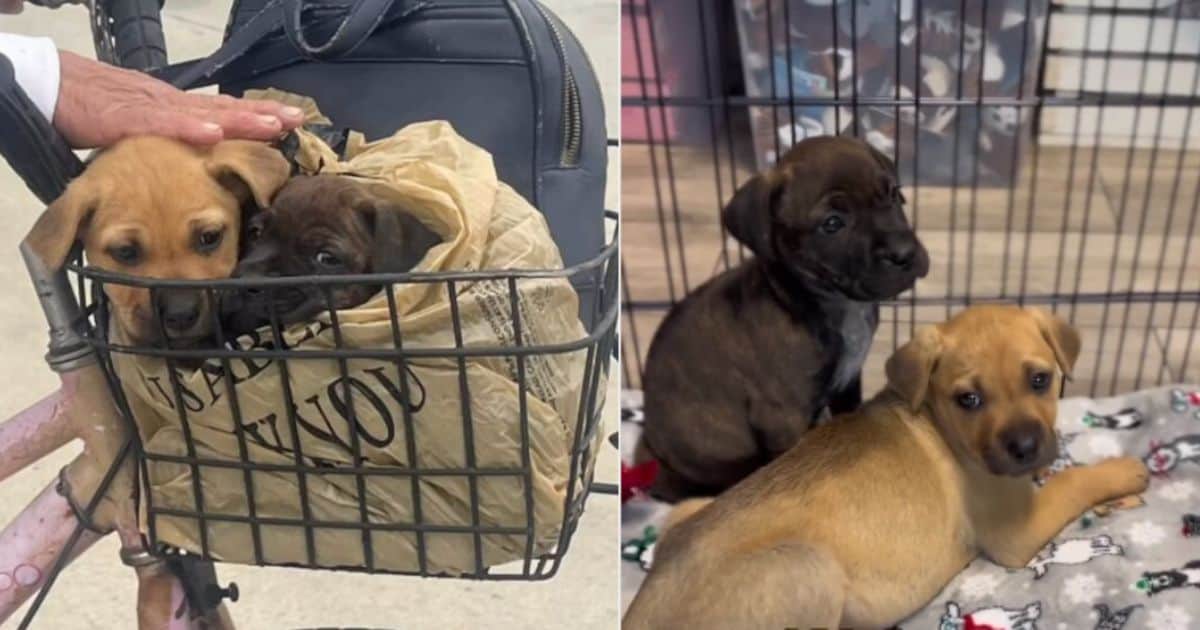 Heartbroken Rescued Puppy Watches As New Family Adopts Her Sister From Shelter