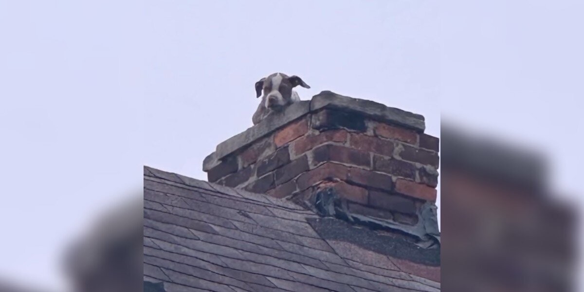 Little Head Peeking From Chimney Hides Heartbreaking Secret Inside