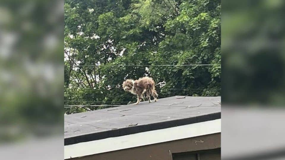 Lost Puppy Climbs Onto Rooftop Hoping Someone Will See Him