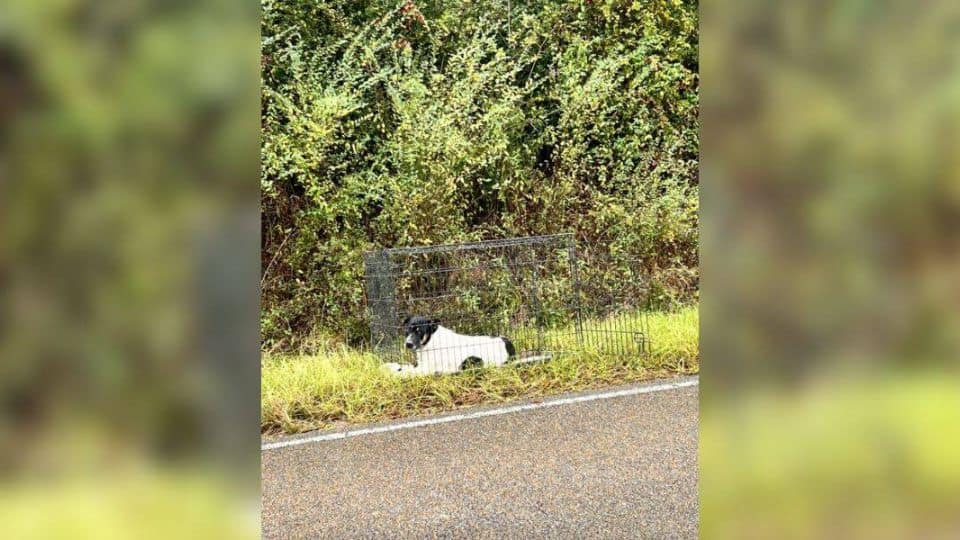 Rescuer Finds Mother Dog And Puppies Abandoned In Roadside Crate