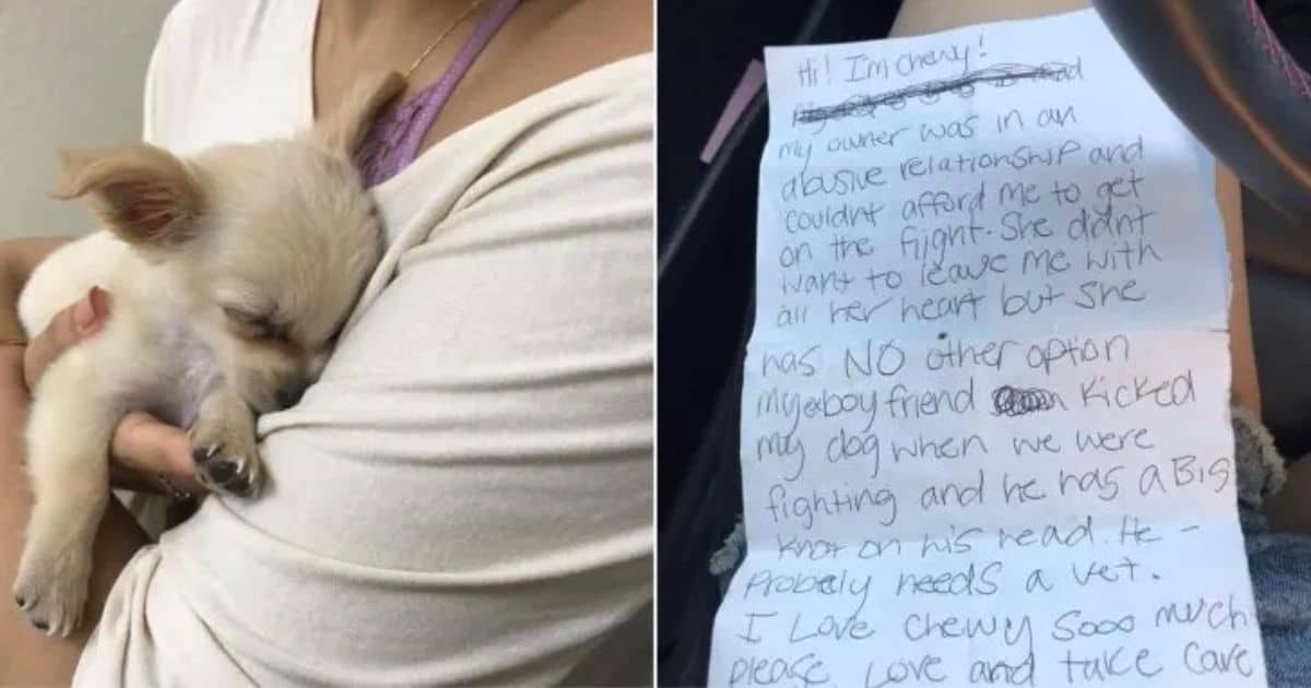 Frightened Chihuahua Abandoned by Owner in Airport Bathroom with an Emotional Message