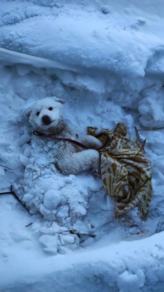 He Was Buried Beneath the Snow — But His Heart Refused to Stop