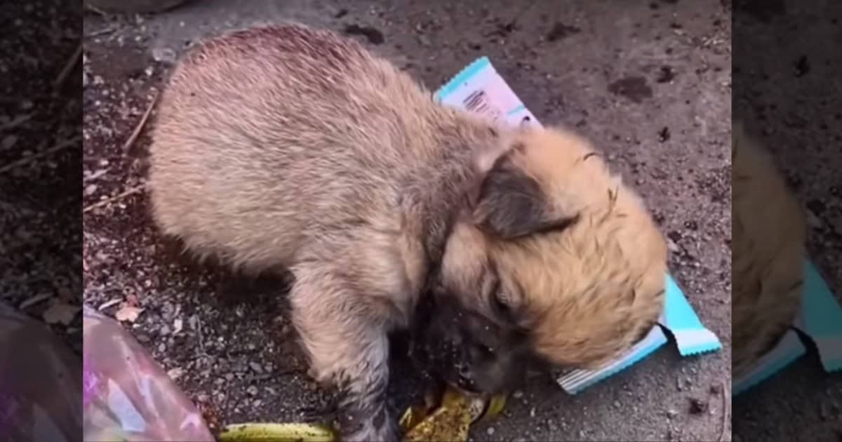 Sad Puppy Crawling Through Trash, Desperately Searching for Leftovers