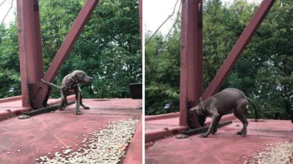 Engineers Stop a Train to Save a Trembling Puppy’s Life