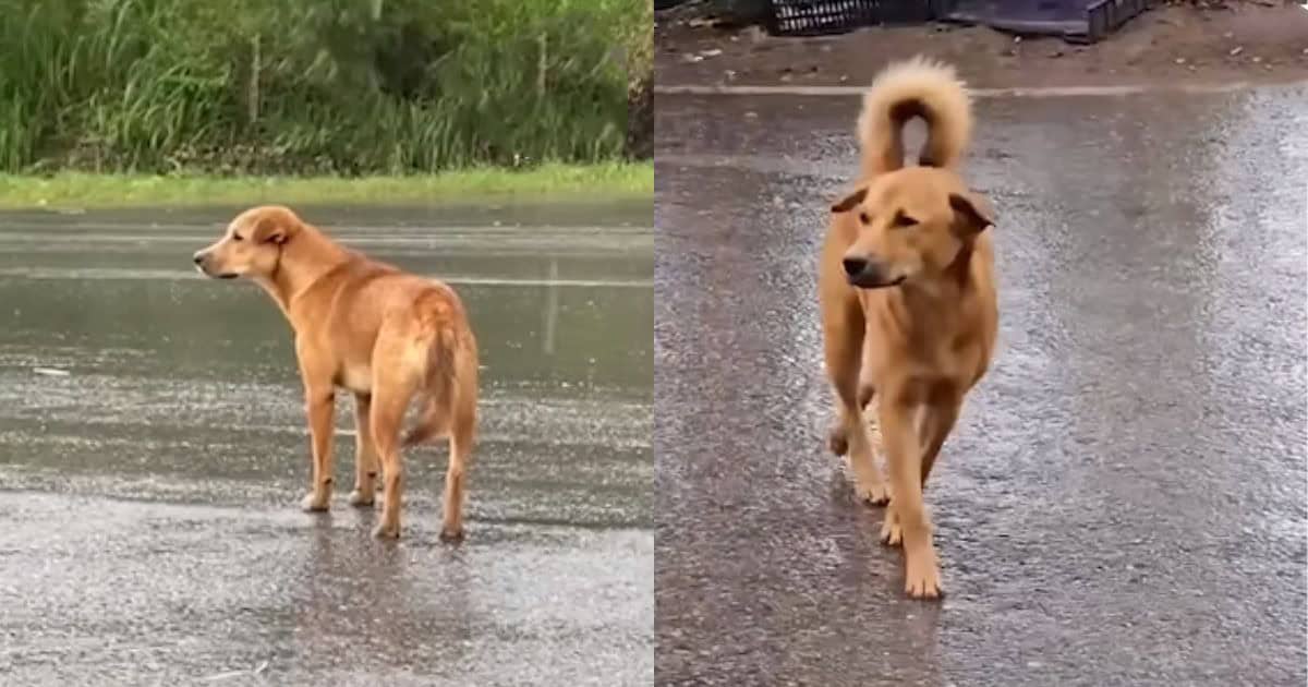 Heartbroken Dog Waits Many Days In The Rain For His Owners