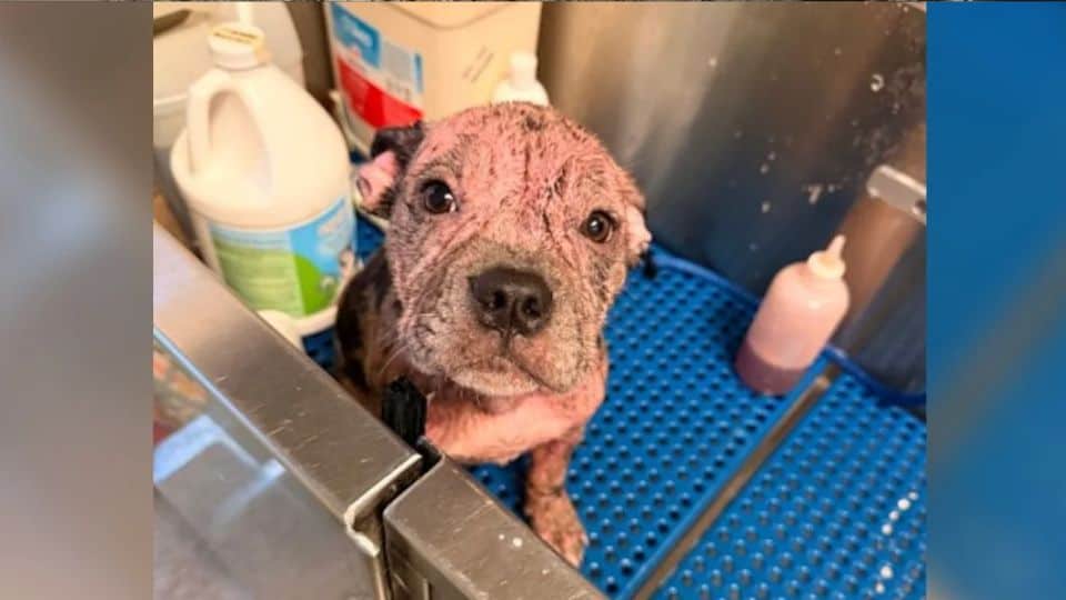 Tiny Puppy With No Fur Learns What Love Feels Like After Heartbreaking Start
