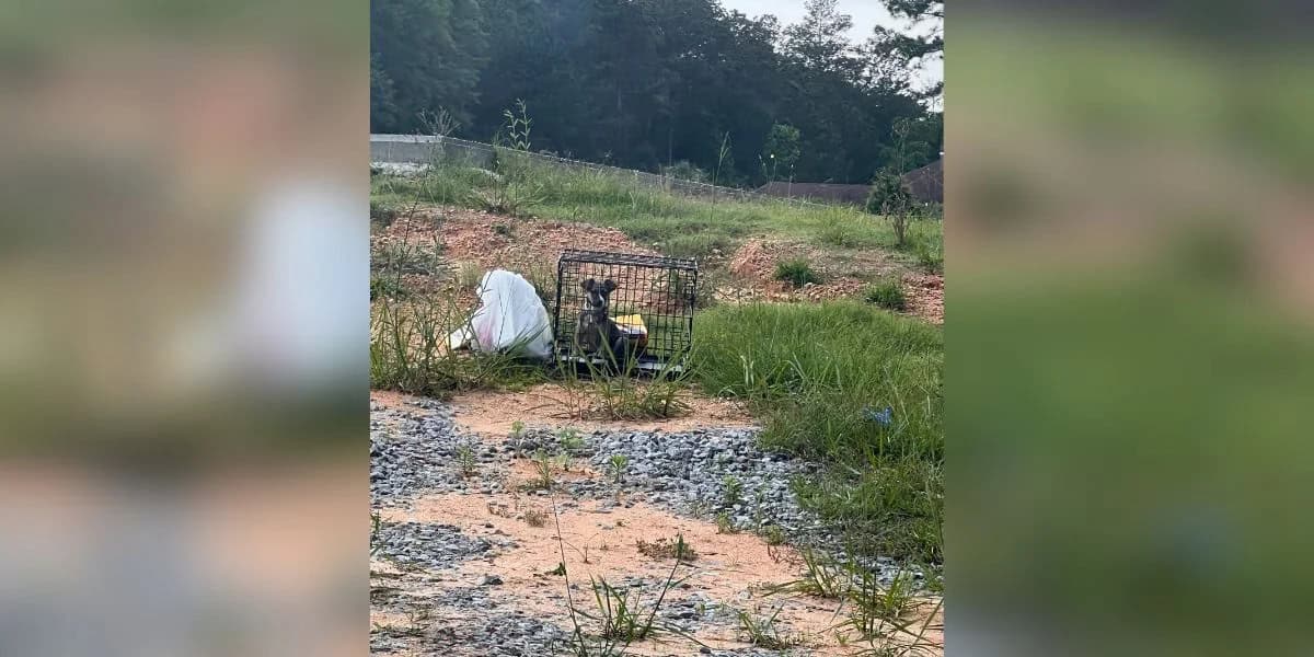 Uber Driver Stops For A Crate By The Road And Finds A Terrified Puppy Inside