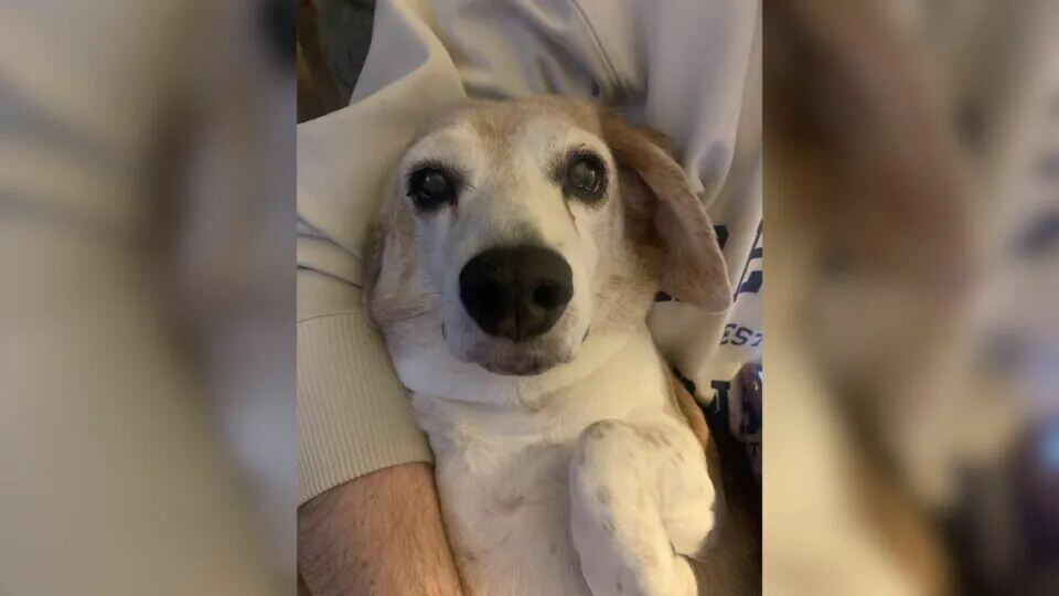 Senior Dog’s Vet Visit Reveals Shocking Past
