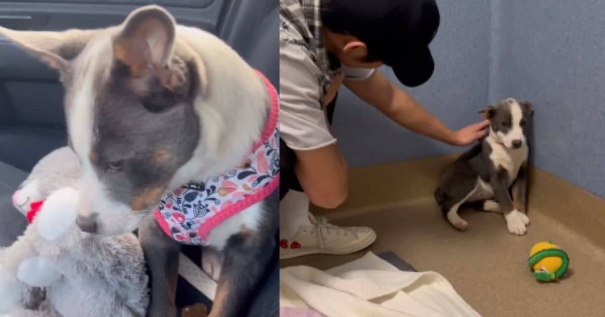 An Abandoned Stray Who Shied Away from Her Rescuers Learns What True Love Feels Like