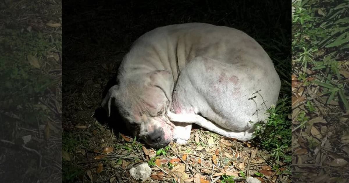 Poor Pup Abandoned Behind by Owners Found In The Deserted Wetland