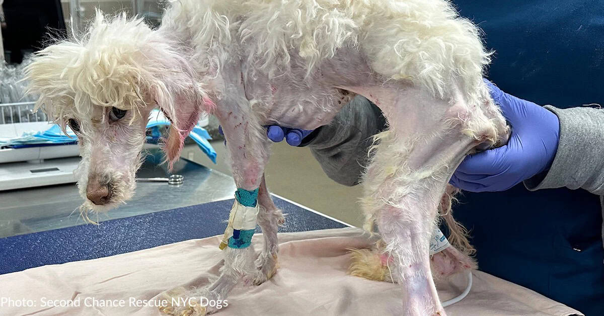 Rescuers Found Junie Just in Time as Her Life Hung by a Thread