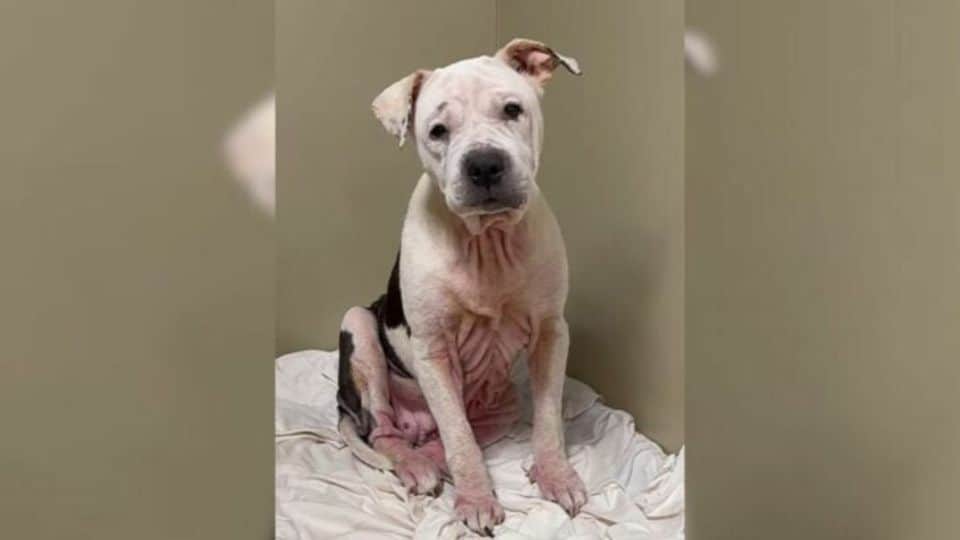 Senior Dog Found Trembling in Shelter Learns to Love Again in Foster Care