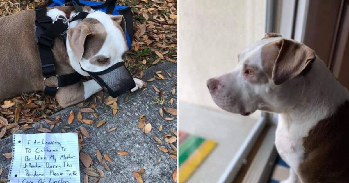 Sad Pit Bull Found Tied To Neighbor’s Tree with Owner’s Emotional Farewell Note